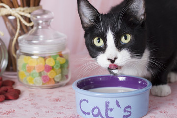 Cat drinking fresh and cold milk