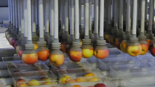 close up of an automated machine picking up apples and placing them in plastic trays in an apple packing shed in huonville, tasmania