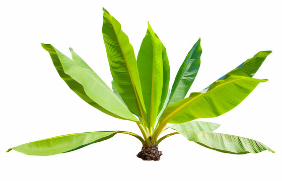 Fototapeta natural green banana leaves plant for decorated in park and garden isolated white background