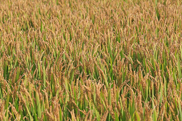 The golden rice is in the rice field
