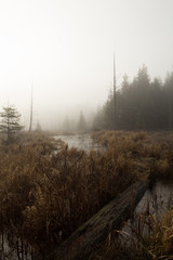 Foggy marshland