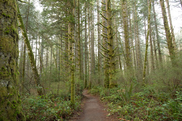 Path through the forest