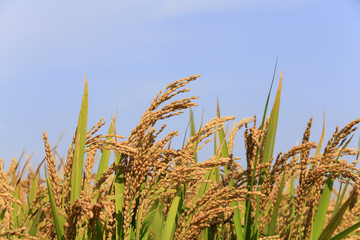 Fototapeta premium The golden rice is in the rice field