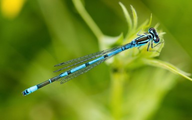 Hufeisen-Azurjungfer (Coenagrion puella), Lüneburger Heide, Niedersachsen, Deutschland, Europa