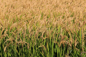 The golden rice is in the rice field