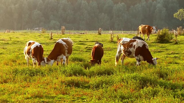 A herd of cows and pigs grazing in the summer sunset.