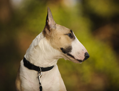 Close Up Bull Terrier Dog Outdoor Portrait