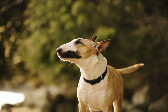 Bull Terrier dog outdoor portrait in nature