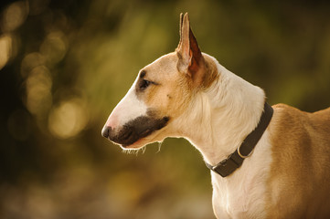 Bull Terrier dog outdoor portrait headshot
