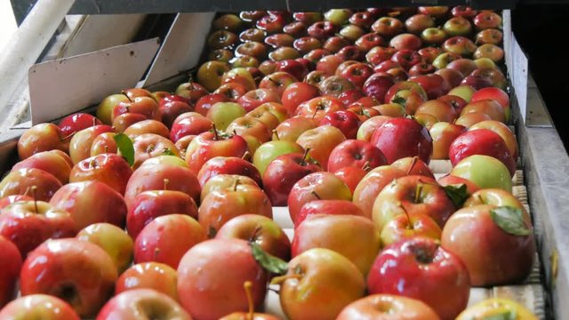 close up of freshly picked red fiji apples being washed and traveling up a conveyor belt in a tasmanian apple packing shed prior to be graded and packaged
