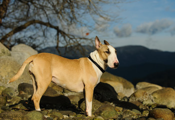 Bull Terrier dog outdoor portrait standing on rocky shore