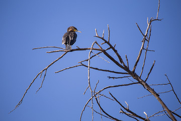 birds in mombasa kenya lake in Africa