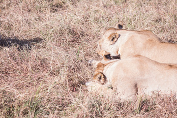 Lionesses in masai mara in kenya africa