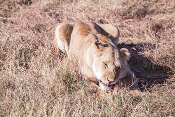 Lionesses in masai mara in kenya africa