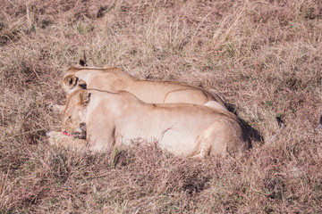 Lionesses in masai mara in kenya africa