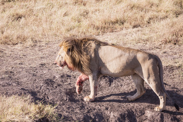 Fototapeta premium lion national park Masai Mara in Kenya africa