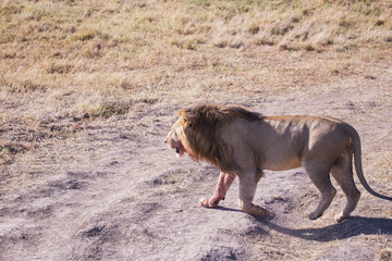 lion national park Masai Mara in Kenya africa