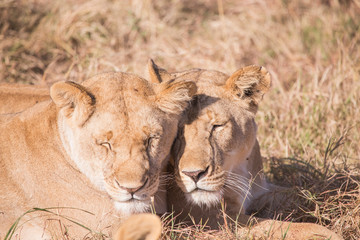 Lionesses in masai mara in kenya africa