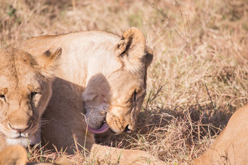 Lionesses in masai mara in kenya africa