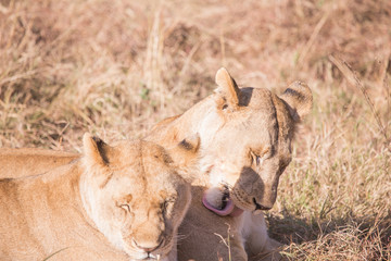 Lionesses in masai mara in kenya africa
