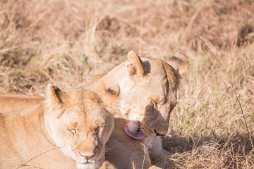 Lionesses in masai mara in kenya africa
