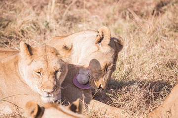 Lionesses in masai mara in kenya africa
