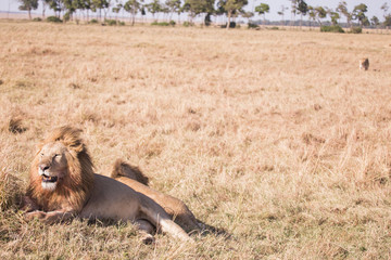 Couple of lions masai mara in kenya africa