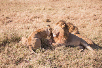 Couple of lions masai mara in kenya africa