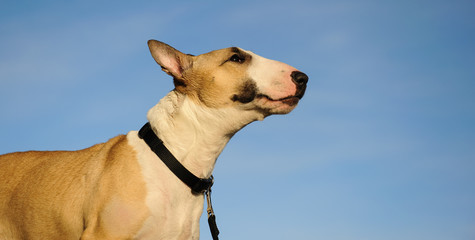 Bull Terrier dog outdoor portrait against blue sky
