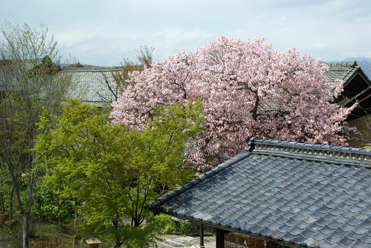 小布施 桜 の写真 ロイヤリティフリーの画像 グラフィック ベクターおよびビデオ Adobe Stock