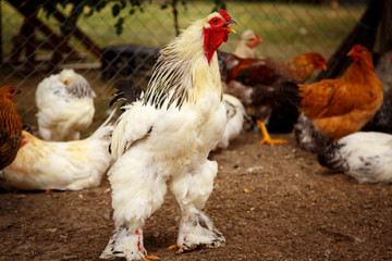 Close-up of a large free range Brahma chicken rooster in an open air coop. The Brahma is a massive breed of chicken, weighing on average 5.5 kg laying large brown eggs.