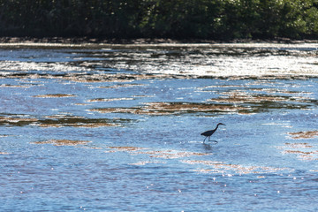 Reef Heron from JN 