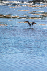 Reef Heron from JN "ding" national wildlife refuge