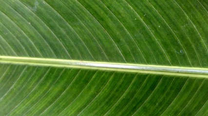 banana leave texture