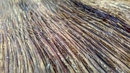 wood texture for background