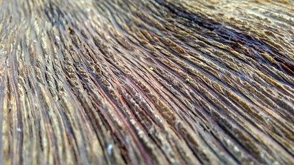 wood texture for background