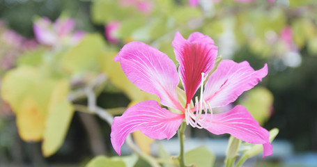 Pink bauhinia in garden