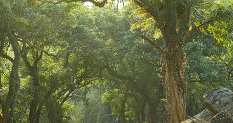 Green forest and sunlight