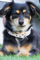 Mutt dog looking to the camera. Close up dog face.