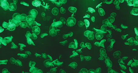 Jelly fish with green light