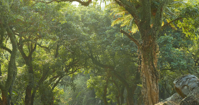 Fototapeta Green forest and sunlight