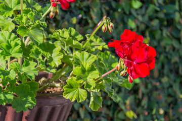 Beautiful and colorful red flowers, close up.