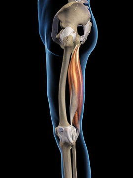 Hamstring Muscles Isolated Lateral View on Black