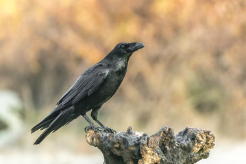 Fototapeta premium corvus corax