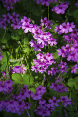 Fototapeta premium plant