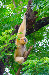 yellow cheeked gibbon