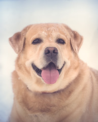 Yellow Labrador dog