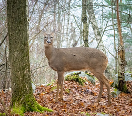 Deer In Foggy Forest