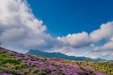 Fototapeta na wymiar Rhododendron flowers bloom beautifully Hwangmaesan County Park