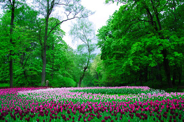 many tulips planted by color in an old Park on a background of forest
